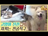 고양이 신전 지키는 견공 식구들 [식빵굽는 고양이] 4회