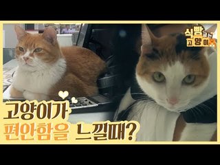 고양이가 편안함을 느낄 때는 언제일까? [식빵굽는 고양이] 1회