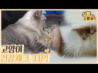 고양이 건강체크 TIP [식빵굽는 고양이] 4회