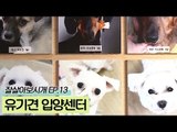 유기견 입양센터 [잘살아보시개 시즌2] 13회