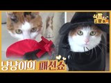 자타 공인 패션 고양이 냥냥이의 패션쇼 [식빵굽는 고양이] 1회