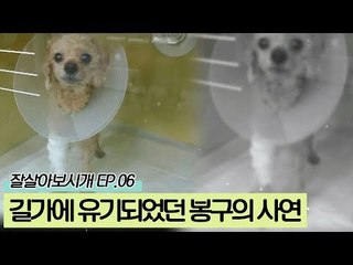 길가에 유기되어있던 봉구의 안타까운 사연 [잘살아보시개 시즌2] 6회