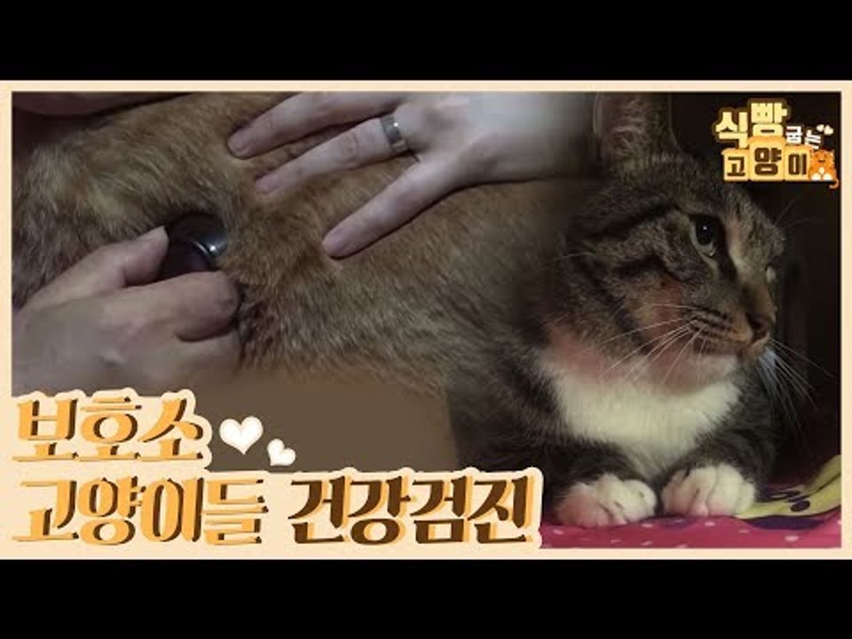 보호소 고양이들의 건강검진 [식빵굽는 고양이] 6회