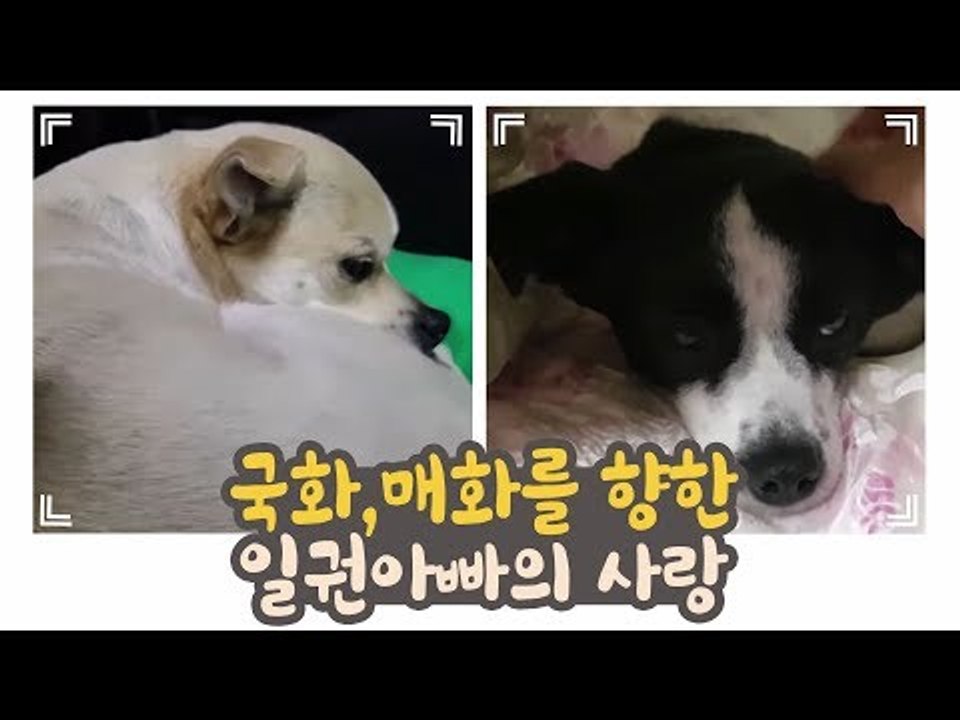 국화&매화를 향한 일권아빠의 피곤한 사랑(?) [개별방송] 4회