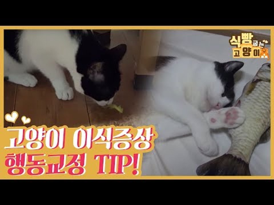 고양이 이식 증상, 행동교정 TIP [식빵굽는 고양이] 4회