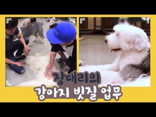 장대리의 강아지 빗질 업무 [개별방송] 5회