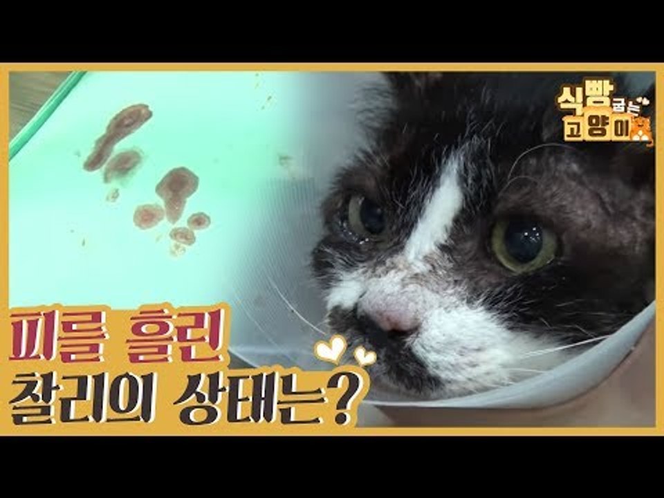 갑자기 피를 흘린 찰리의 건강 상태는? (ft.노령묘 건강) [식빵굽는 고양이] 30회