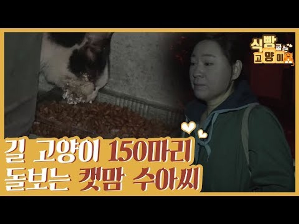 150마리 길고양이들을 돌보'150마리 길고양이들을 돌보는 캣맘 수아 씨 [식빵굽는...