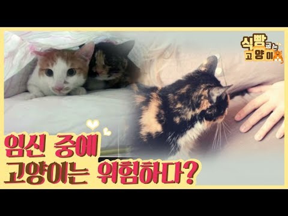 임신 중 고양이는 위험하다? [식빵굽는 고양이] 5회
