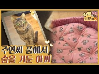 주연 씨 품에서 숨을 거둔 아끼 [식빵굽는 고양이] 10회
