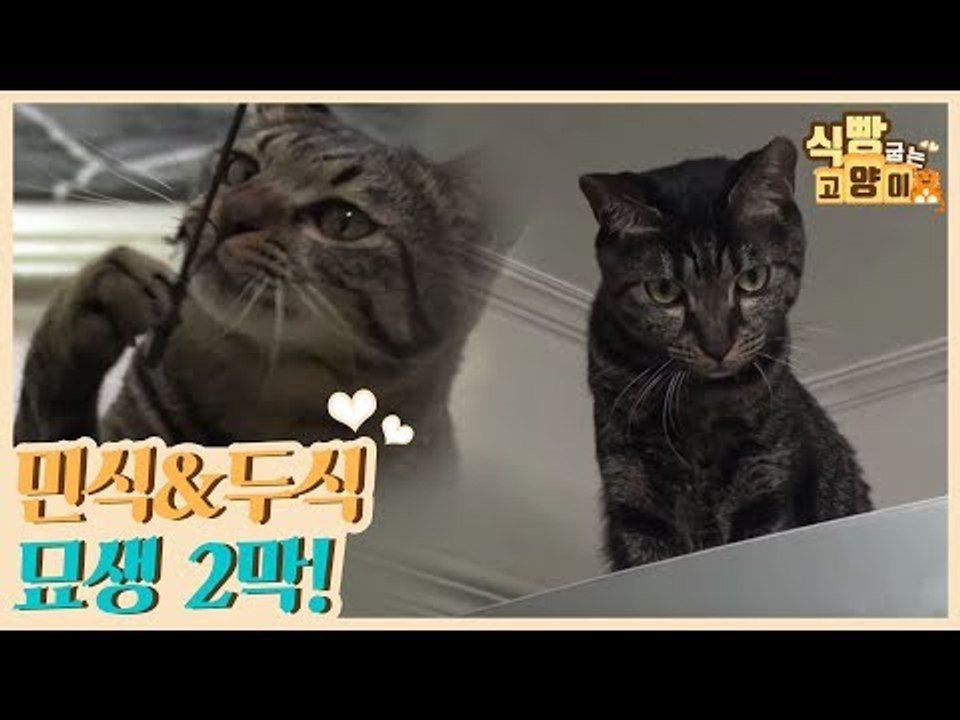 민식&두식 형제의 묘생 2막 [식빵굽는 고양이] 6회