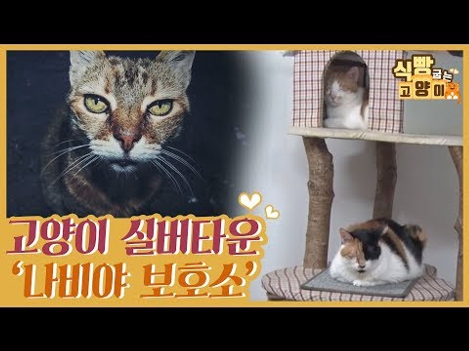 고양이 실버타운, 나비야 보호소 [식빵굽는 고양이] 9회