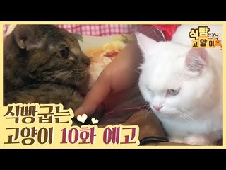[10회 예고] 식빵굽는 고양이, 외출냥 캠핑 라이프 & 아끼의 마지막 이야기