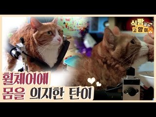특수 제작 휠체어에 몸을 의지한 탄이 [식빵굽는 고양이] 7회
