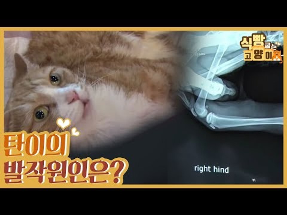 탄이의 발작 원인은? [식빵굽는 고양이] 7회