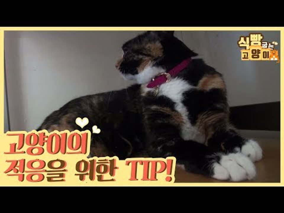 고양이의 적응을 위한 TIP [식빵굽는 고양이] 5회