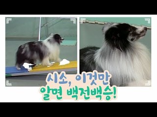시소, 이것만 알면 백전백승! [개별방송] 9회