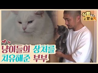 고양이들의 상처를 치유해준 부부 [식빵굽는 고양이] 5회