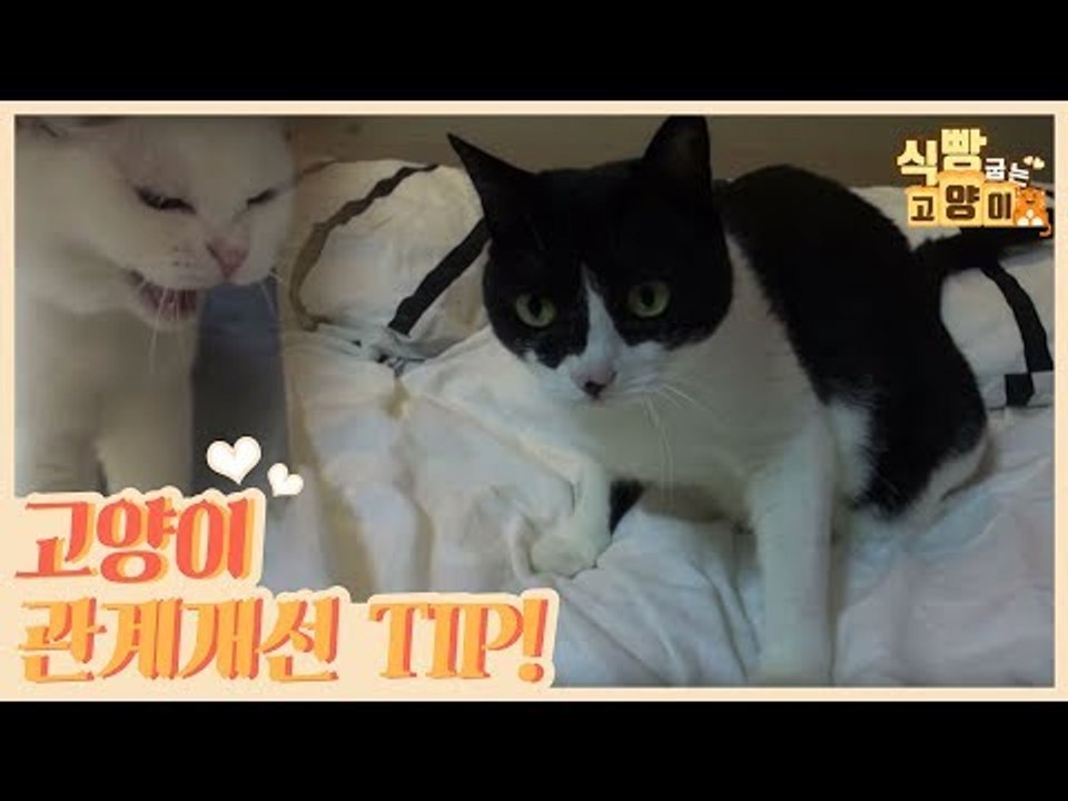 고양이와의 관계 개선 TIP [식빵굽는 고양이] 5회