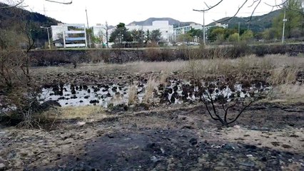 산림피해 530㏊→1,757㏊ 3배 넘게 늘어 / YTN