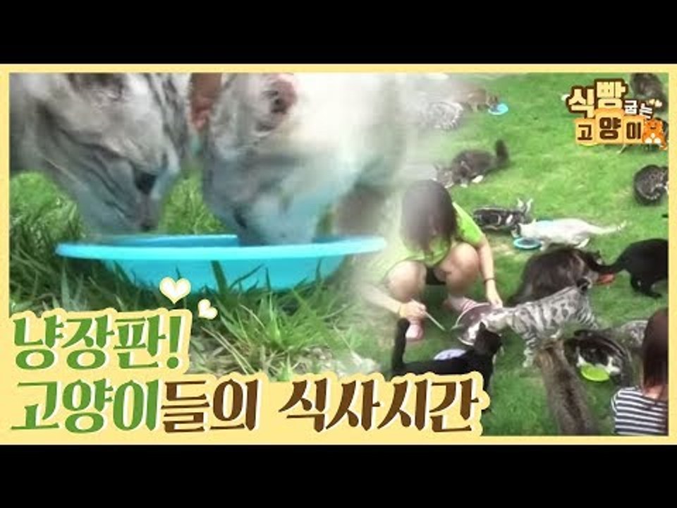 냥장판(?) 고양이들의 식사시간 [식빵굽는 고양이] 7회