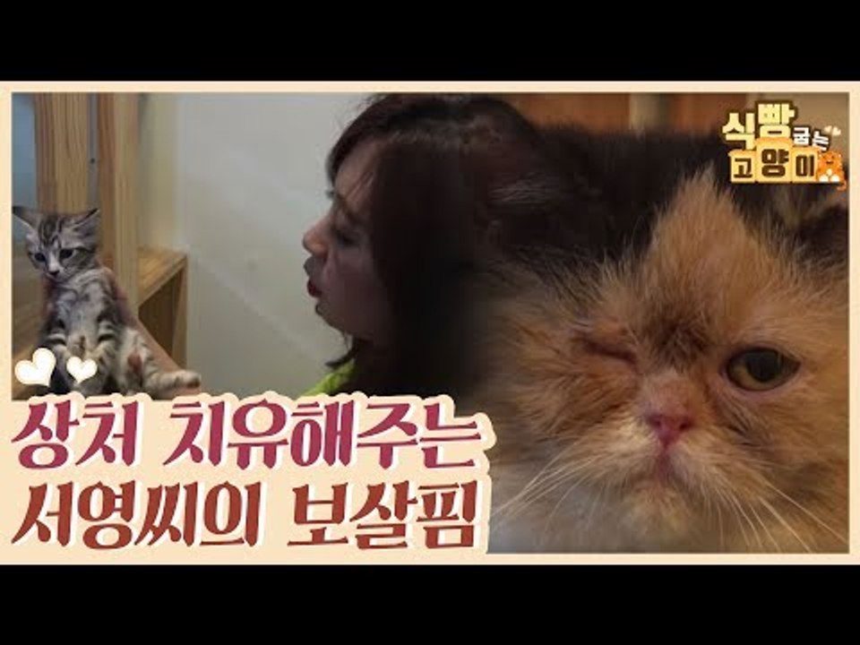 상처를 치유해주는 서영씨의 보살핌 [식빵굽는 고양이] 7회
