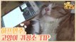 고양이를 위한 하프 연주 & 고양이 귀 청소 TIP [식빵굽는 고양이] 8회