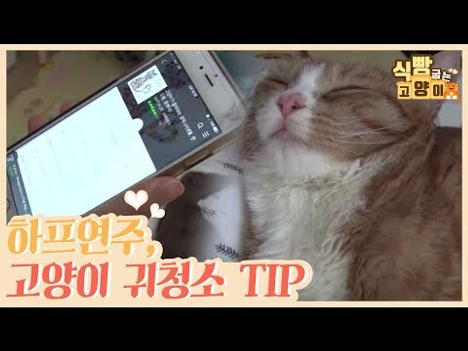 고양이를 위한 하프 연주 & 고양이 귀 청소 TIP [식빵굽는 고양이] 8회