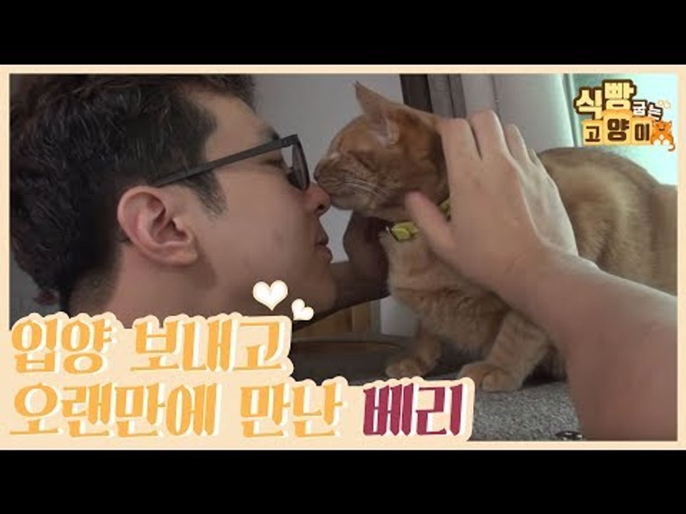 입양을 보내고 오랜만에 만난 베리 [식빵굽는 고양이] 12회