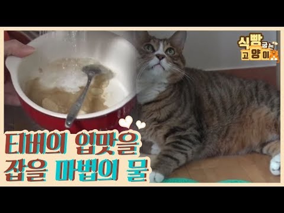 수분이 부족한 티버의 입맛 잡을 물 만들기 [식빵굽는 고양이] 16회