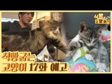 [17회 예고] 식빵굽는 고양이, 초대형묘 메인쿤 준혁이 & 시력 잃은 다람이