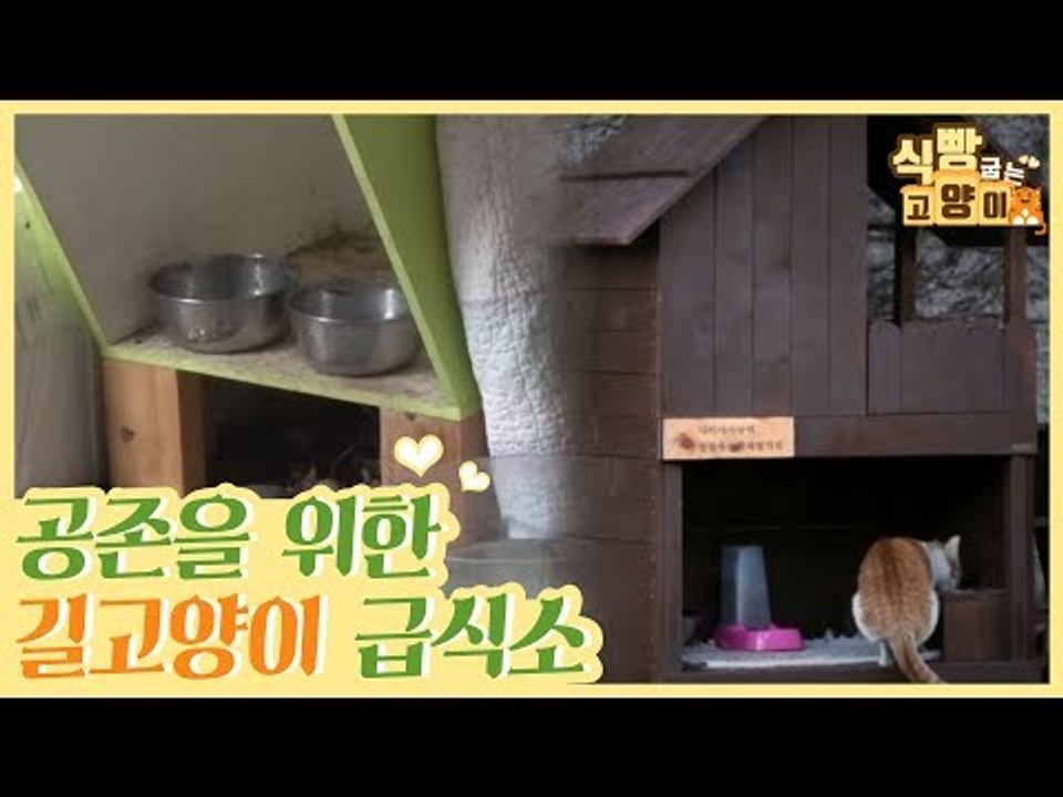 공존을 위한 길고양이 급식소 [식빵굽는 고양이] 10회