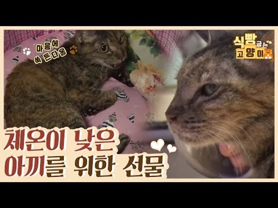 체온이 낮은 아끼를 위한 선물 [식빵굽는 고양이] 10회