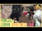 [19회 예고] 식빵굽는 고양이, 고양이계 미생 대복이 & 시골냥이 사랑이네