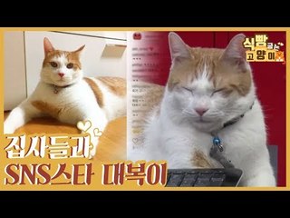 집사들과 SNS 인기스타 대복이의 묘연 [식빵굽는 고양이] 19회
