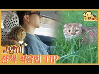 캠핑냥이?! 고양이 산책 적응법 TIP [식빵굽는 고양이] 9회