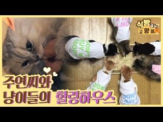 주연 씨와 9마리 고양이들의 힐링 하우스 [식빵굽는 고양이] 9회