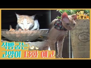 [13회 예고] 식빵굽는 고양이, 길냥이 식당 & 데본렉스 가족의 유쾌한 일상