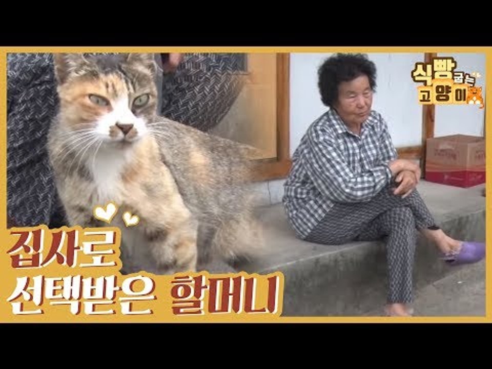 새끼를 둔 길고양이에게 집사로 간택 당한(?) 할머니 [식빵굽는 고양이] 20회