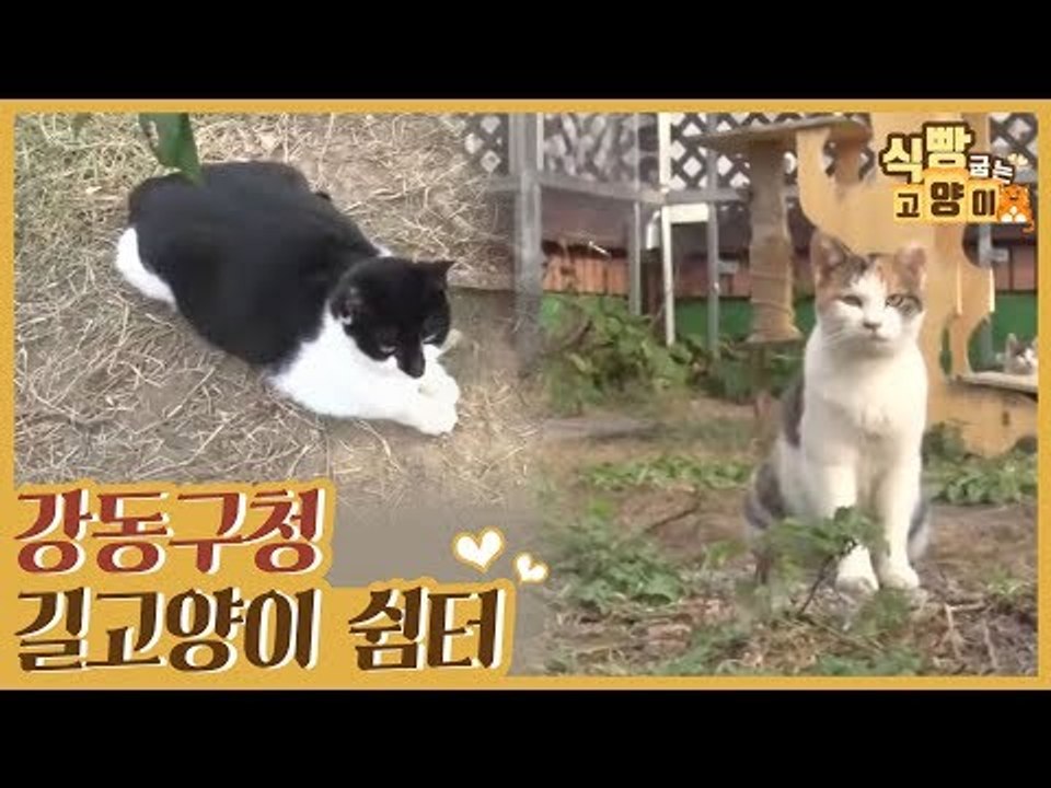 강동구청 길고양이 쉼터 & 휴대용 이동장 기부 [식빵굽는 고양이] 20회