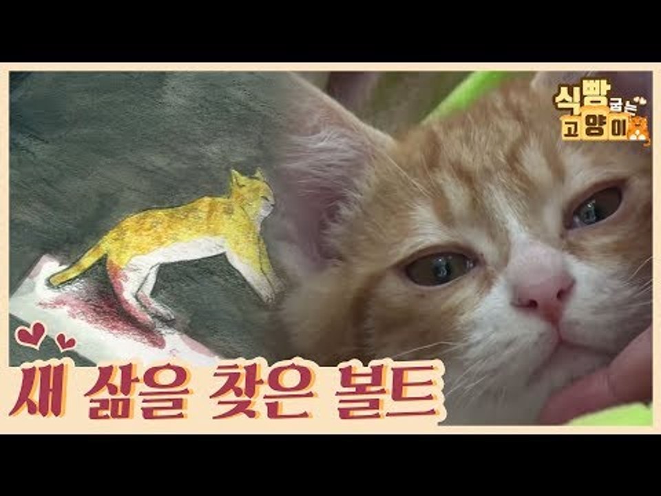 다리 하나를 잃은 아픔을 딛고 새 삶을 찾은 볼트 [식빵굽는 고양이 시즌2] 27회