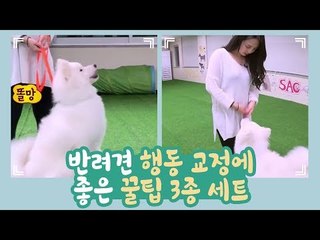반려견 행동 교정에 좋은 꿀팁 3종 세트 [개별방송] 11회