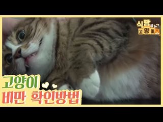 우리 집고양이가 비만인지 확인해해보는 방법 [식빵굽는 고양이] 15회