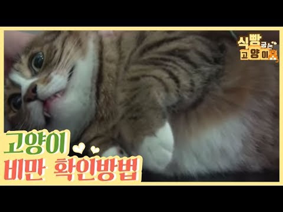 우리 집고양이가 비만인지 확인해해보는 방법 [식빵굽는 고양이] 15회