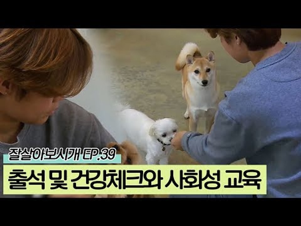 애견 유치원 출석 및 건강체크와 사회성 교육