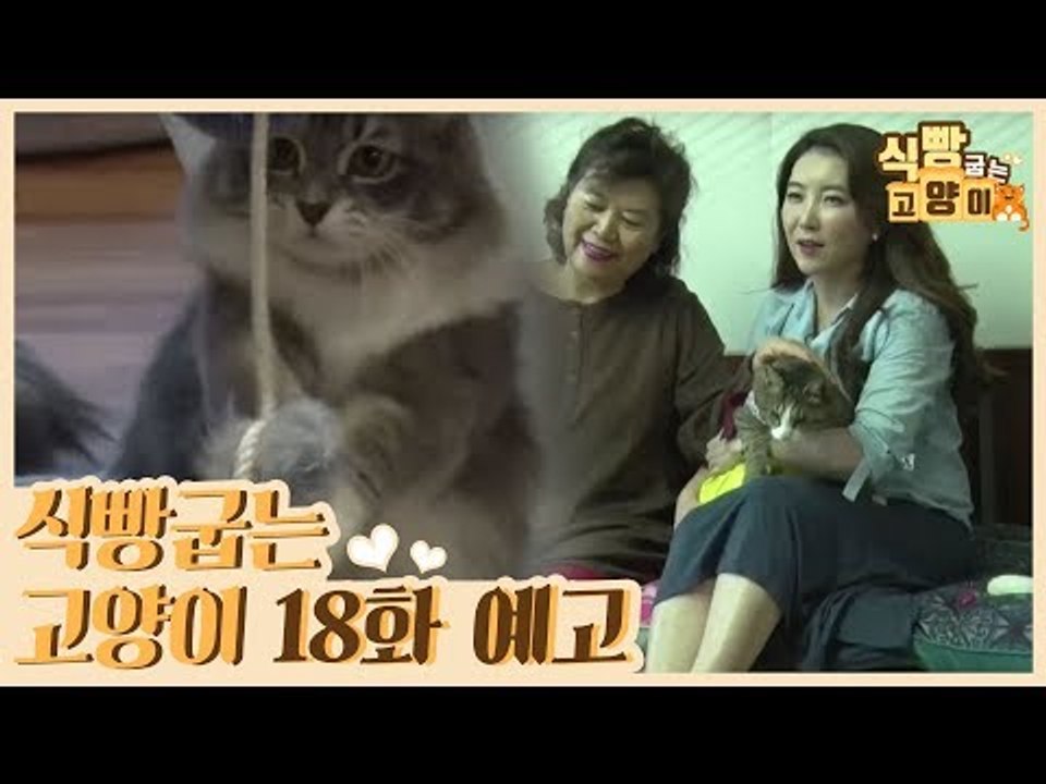 [18회 예고] 식빵굽는 고양이, 메인쿤 준혁이 일상 & 포기란 없다! 눈먼 다람이