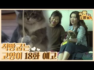 [18회 예고] 식빵굽는 고양이, 메인쿤 준혁이 일상 & 포기란 없다! 눈먼 다람이