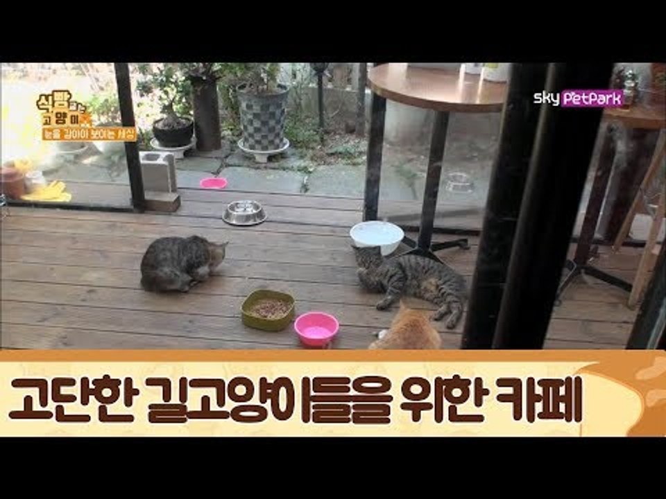 길고양이들을 위한 카페를 찾은 모녀 집사 [식빵굽는 고양이] 18회