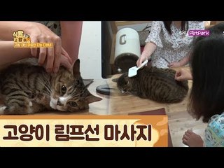 노폐물 배출과 소화를 돕는 고양이 마사지 [식빵굽는 고양이] 16회