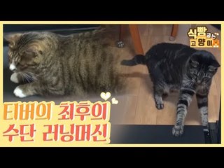 티버 다이어트 최후의 수단은 러닝머신 [식빵굽는 고양이] 16회